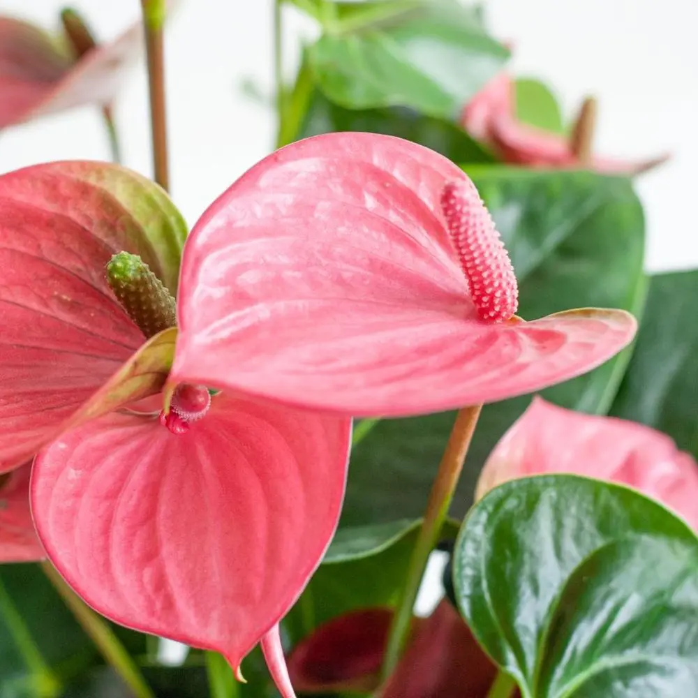 Anthurium Rosa - immagine 4