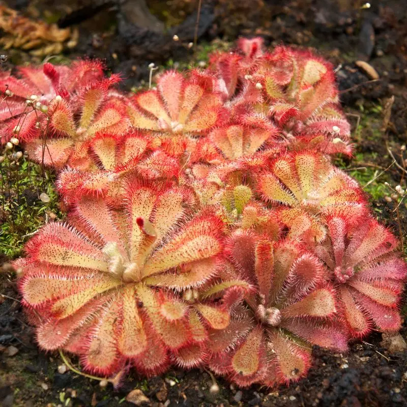Drosera Aliciae - immagine 3