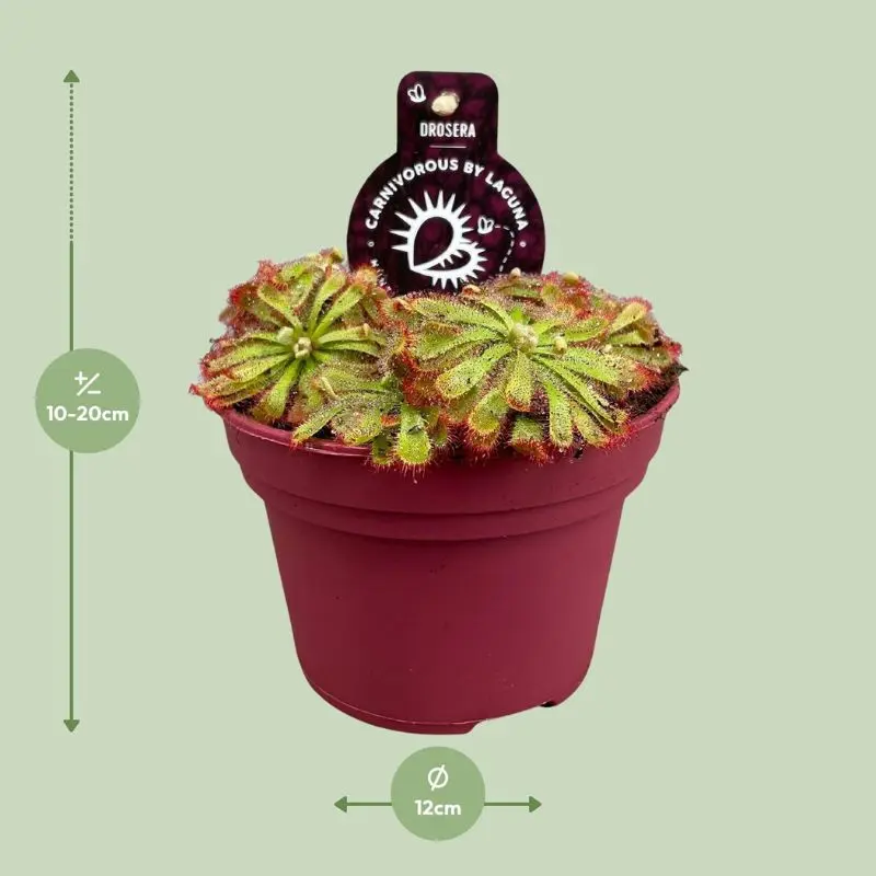 Drosera Aliciae - immagine 4
