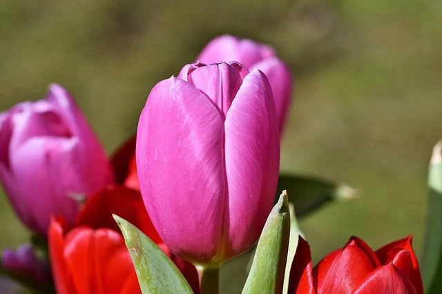 Tulipano “Budapest” - immagine 2