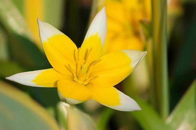 Tulipano “Starlight”