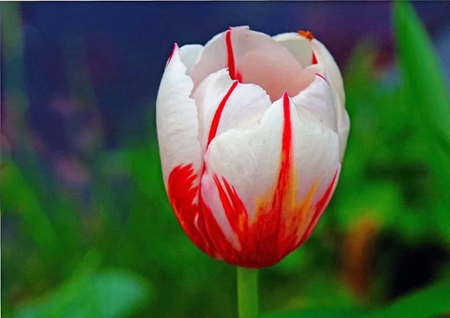 Tulipano “Sundae” - immagine 2