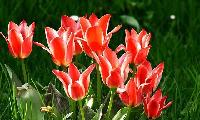 Tulipano “Vancouver”